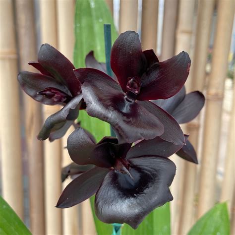 The Monnierara Millenium Dark Magic Orchid: A Conversation Starter